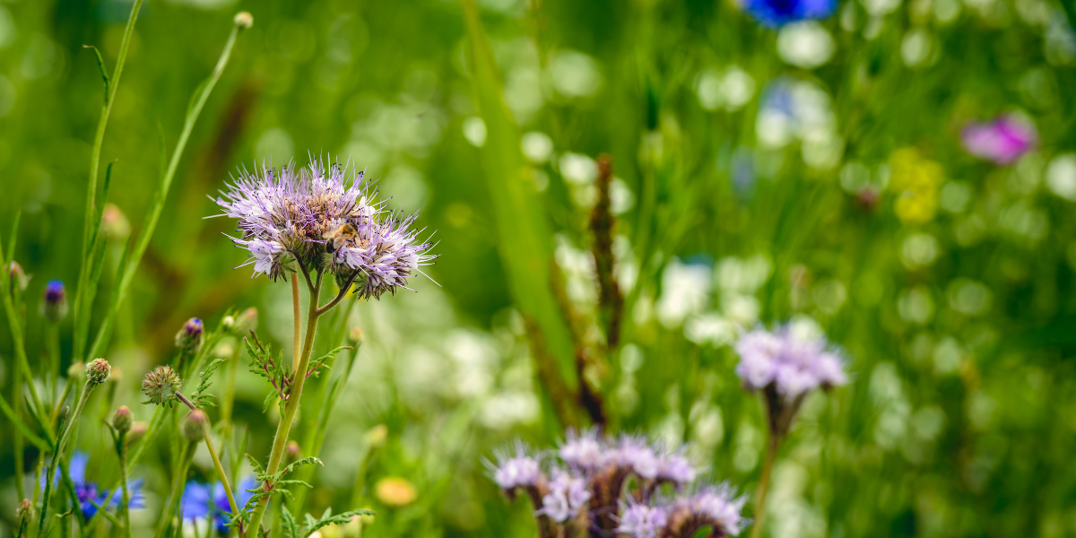 Groen, groener, groenst: Pinkcube start een nieuw project voor meer biodiversiteit